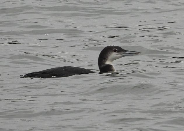 lodowiec  - Wojciech Łapiński