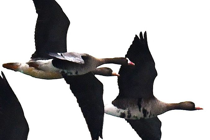 gęś mała  - Agnieszka Biernacka