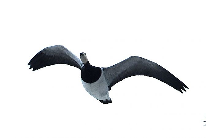 bernikla białolica  - Agnieszka Biernacka