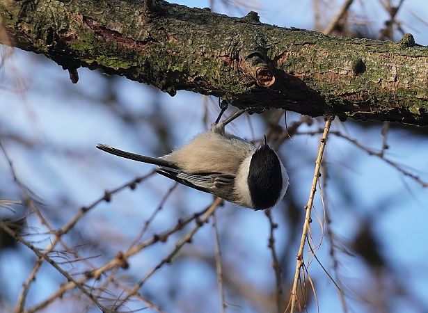Mönchsmeise  - Andrzej Chwierut