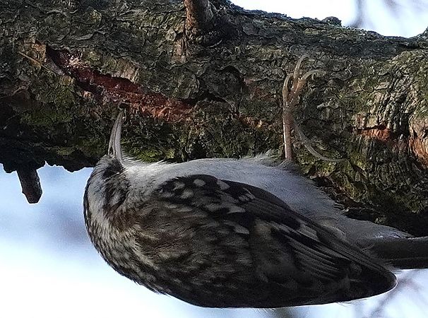 pełzacz leśny  - Andrzej Chwierut