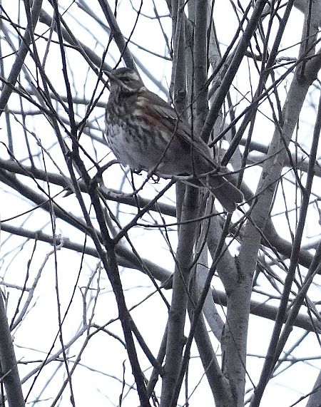 droździk  - Andrzej Chwierut
