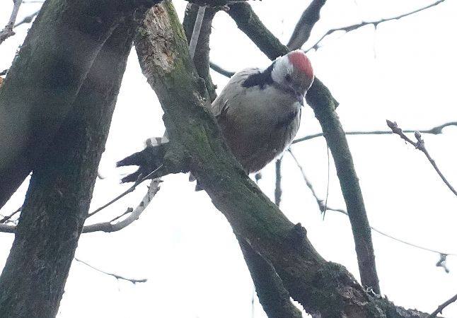 dzięcioł średni  - Andrzej Chwierut