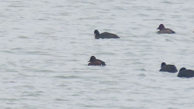 podgorzałka  - Marcin Galus