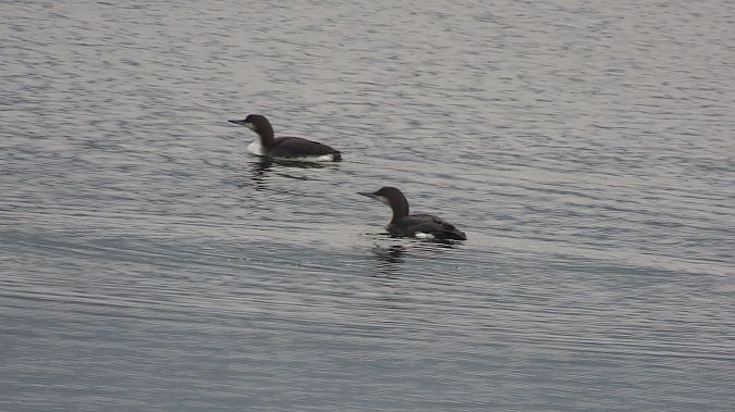 nur czarnoszyi  - Marcin Galus