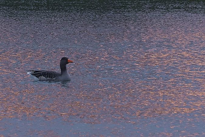 gęgawa  - Krzysztof Czajowski