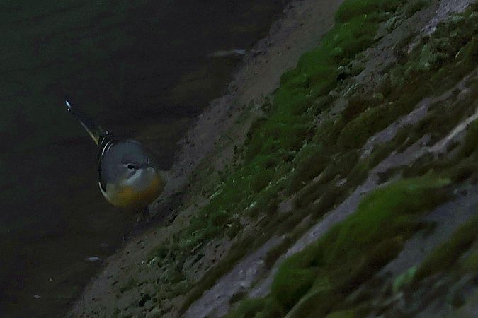 pliszka górska  - Krzysztof Czajowski