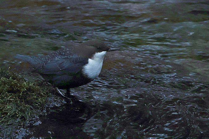 White-throated Dipper  - Krzysztof Czajowski