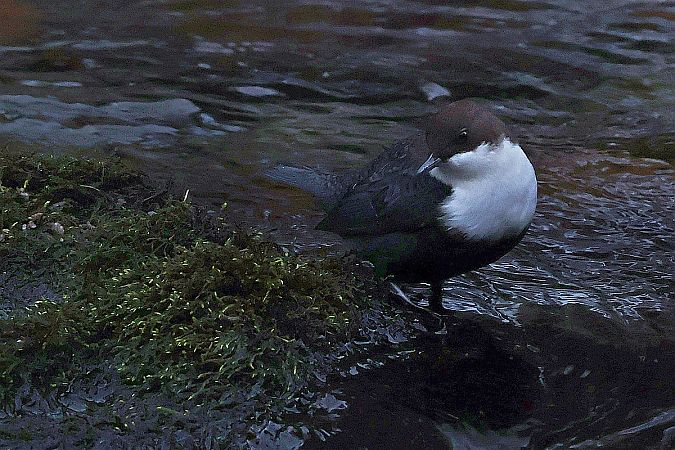 Cincle plongeur  - Krzysztof Czajowski