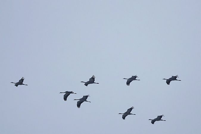 Kranich  - Krzysztof Czajowski