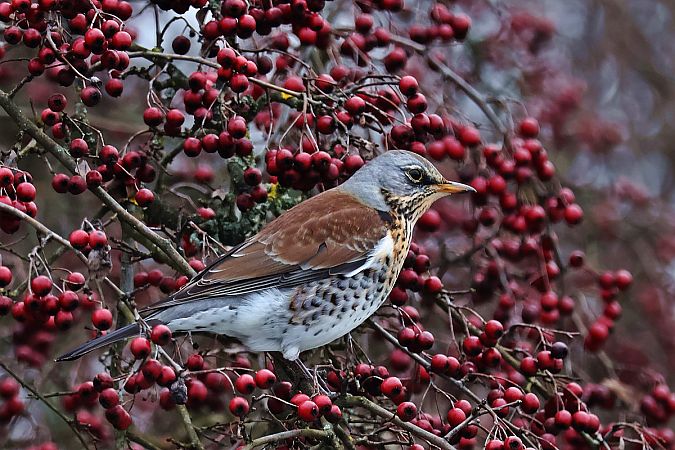 kwiczoł  - Krzysztof Czajowski