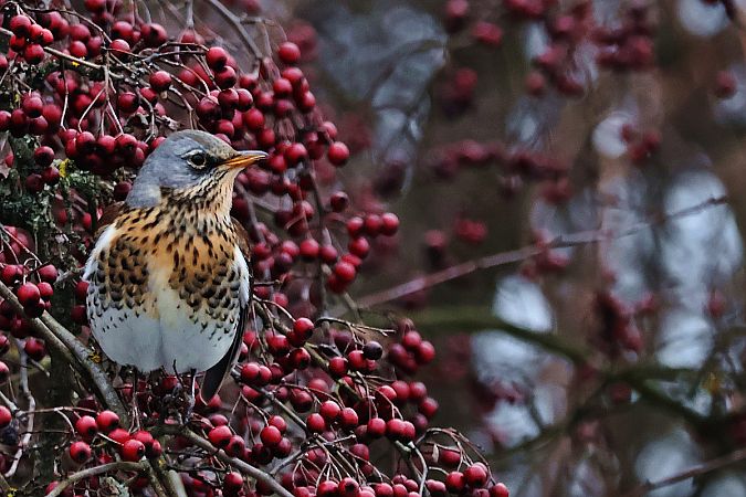 Wacholderdrossel  - Krzysztof Czajowski