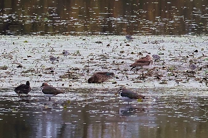 rycyk  - Krzysztof Czajowski