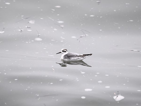 Thorshühnchen  - Rafał Kudłacik