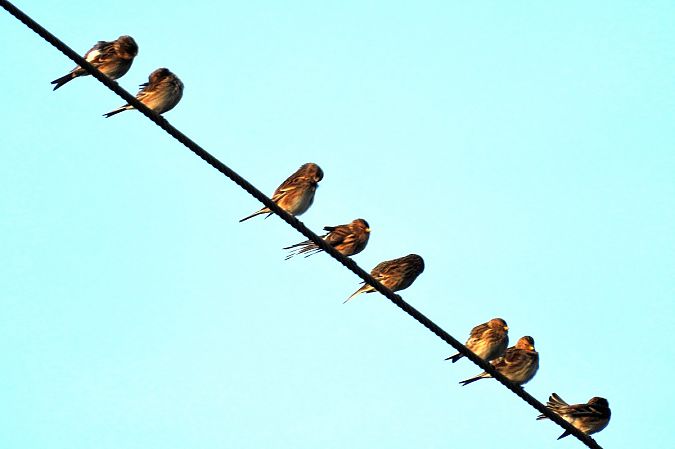 Twite  - Marian Szeruga