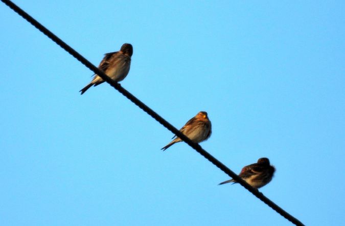 Linotte à bec jaune  - Marian Szeruga