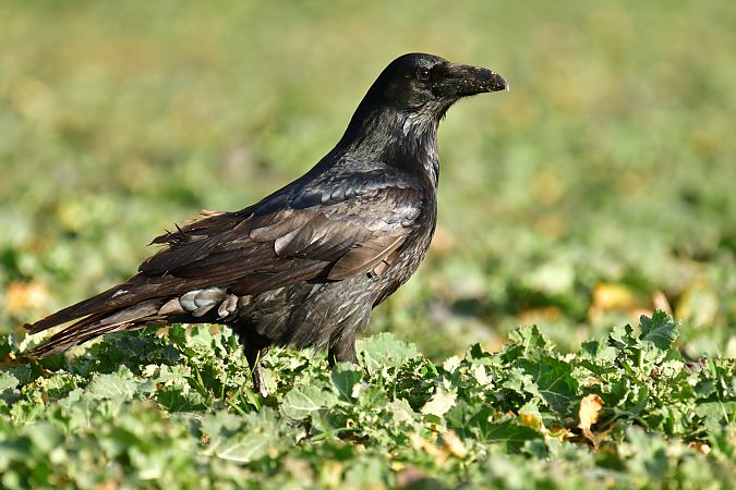 Grand Corbeau  - Andrzej Szwarbuła