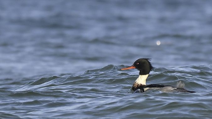 Red-breasted Merganser  - Tomasz Wojciechowski