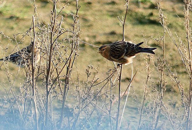 rzepołuch  - Tadeusz Drazny