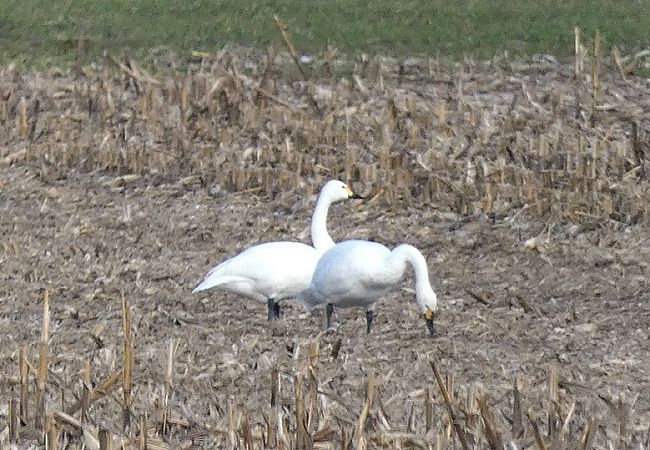 łabędź czarnodzioby  - Tadeusz Drazny