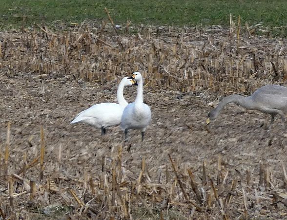 łabędź czarnodzioby  - Tadeusz Drazny