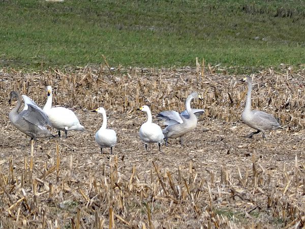 łabędź czarnodzioby  - Tadeusz Drazny