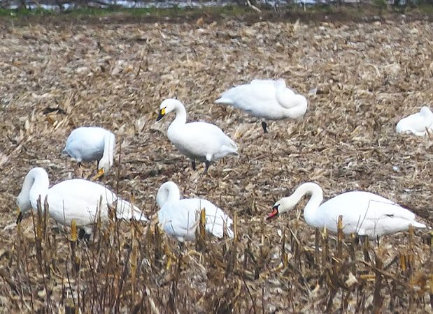 łabędź czarnodzioby  - Tadeusz Drazny