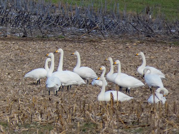 łabędź krzykliwy  - Tadeusz Drazny