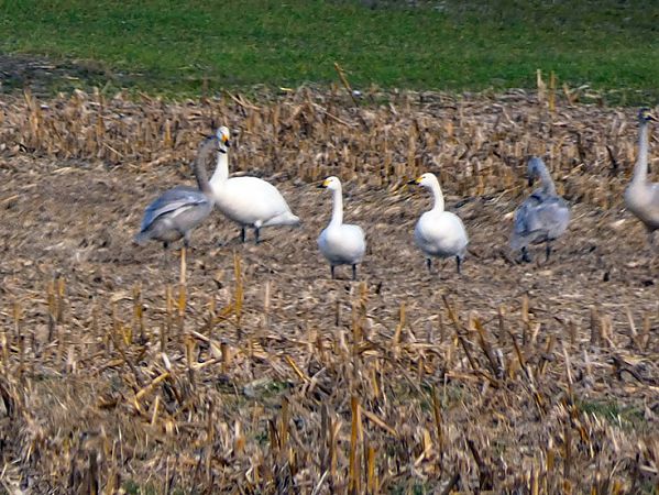 łabędź czarnodzioby  - Tadeusz Drazny