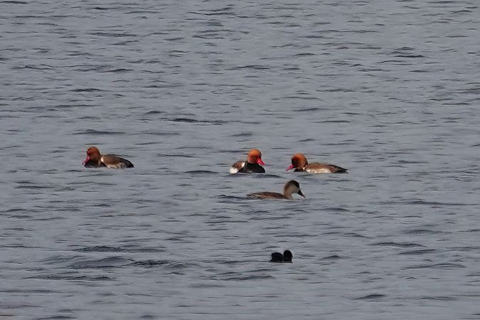 hełmiatka  - Grażyna Gołuchowska