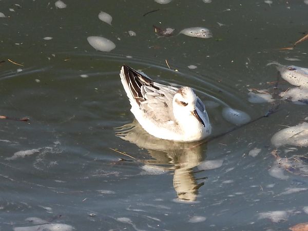 płatkonóg płaskodzioby  - Mirosław Nowicki