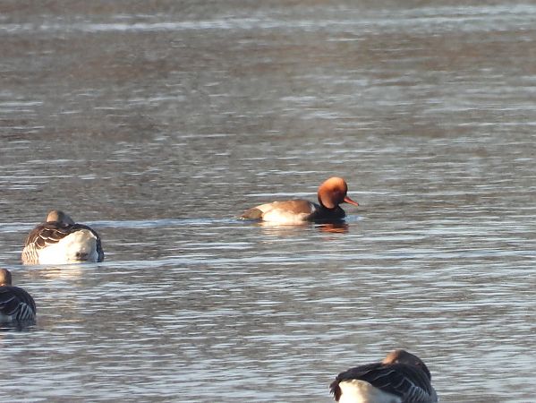 hełmiatka  - Mirosław Nowicki
