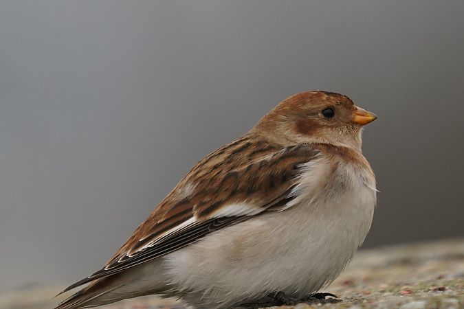 śnieguła  - Waldemar Abucewicz