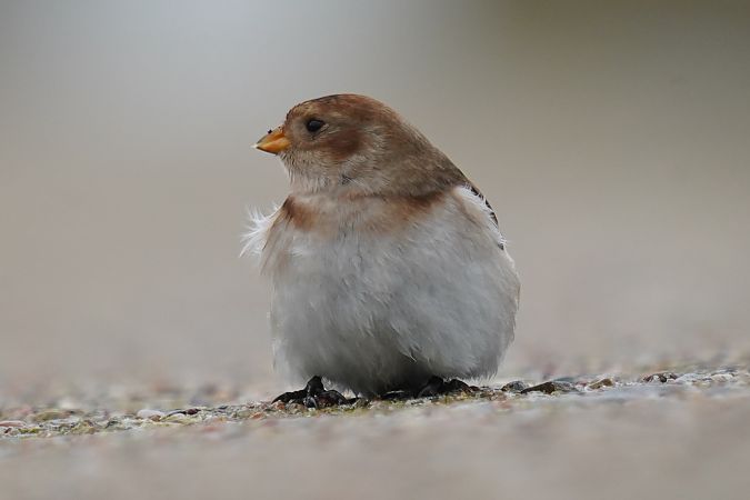 śnieguła  - Waldemar Abucewicz