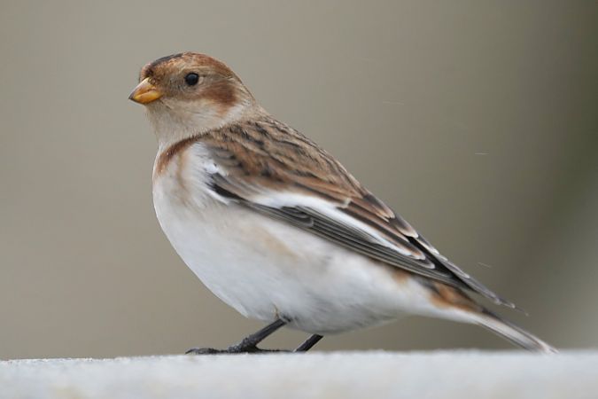 śnieguła  - Waldemar Abucewicz