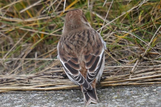 śnieguła  - Waldemar Abucewicz