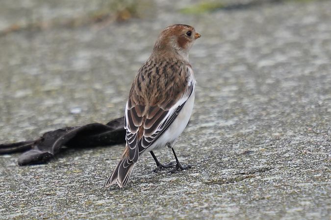 śnieguła  - Waldemar Abucewicz