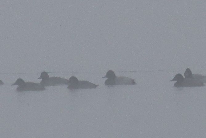 Tafelente  - Henryk Piernikarczyk