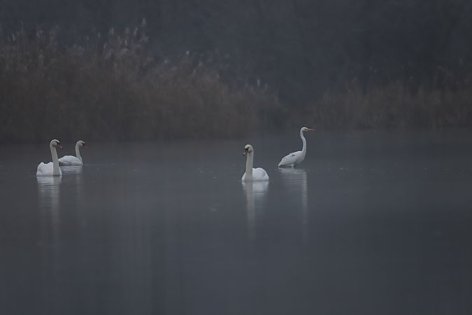 Höckerschwan  - Henryk Piernikarczyk