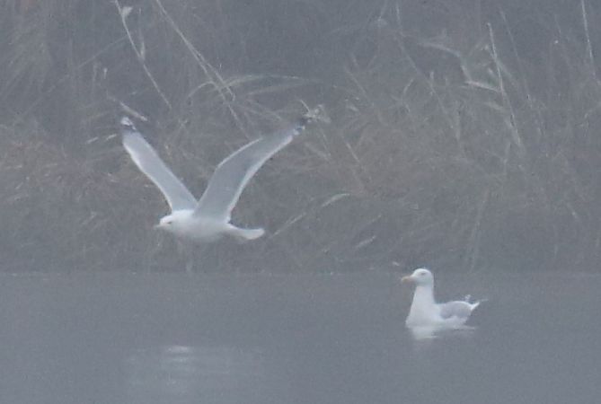 mewa białogłowa  - Henryk Piernikarczyk