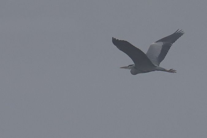 Grey Heron  - Henryk Piernikarczyk