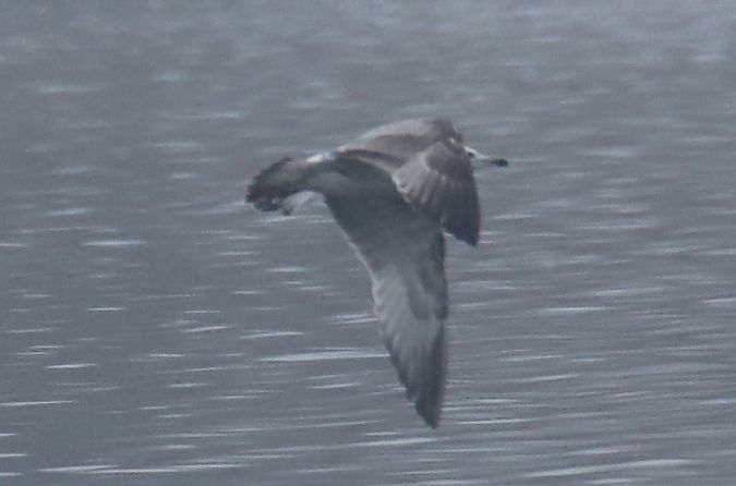 European Herring Gull  - Henryk Piernikarczyk