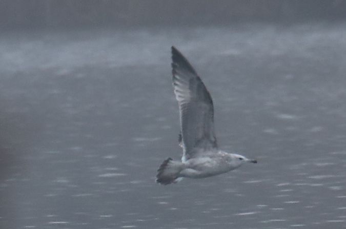 Goéland argenté  - Henryk Piernikarczyk