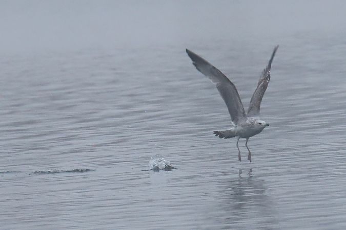 Goéland argenté  - Henryk Piernikarczyk