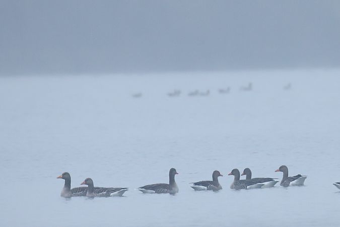 gęgawa  - Henryk Piernikarczyk