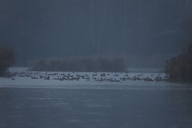 Oie cendrée  - Henryk Piernikarczyk