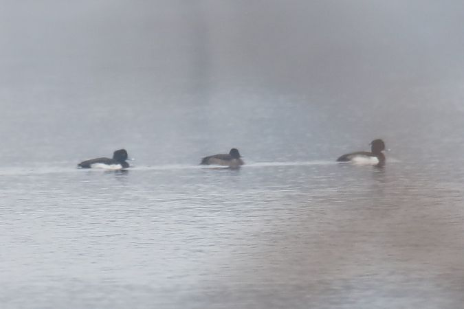 Reiherente  - Henryk Piernikarczyk