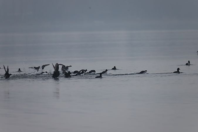 Foulque macroule  - Henryk Piernikarczyk