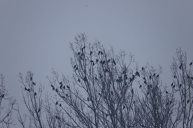 Dohle  - Henryk Piernikarczyk