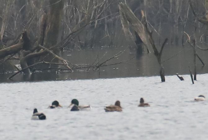 Canard colvert  - Henryk Piernikarczyk